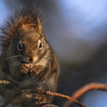 Squirrel, Edmonton, Alberta, Canada